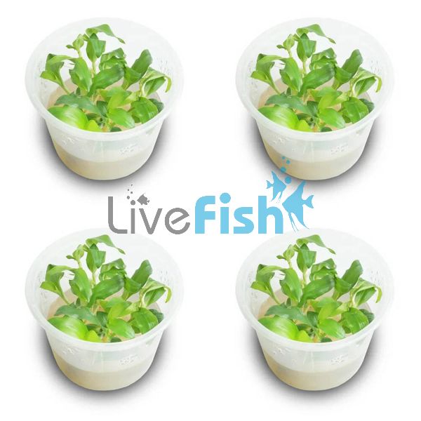 4x Mini Bamboo Floscopa Scandens - TC