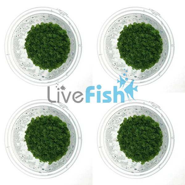4x Cuba Hemianthus Callitrichoides - TC