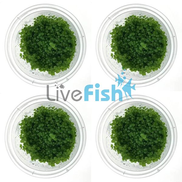 4x Monte Carlo Micranthemum Umbrosum - TC