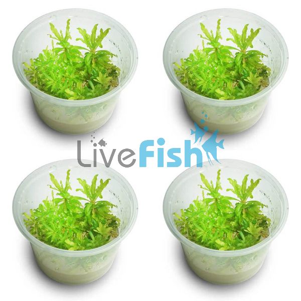 4x Pogostemon Helferi - TC