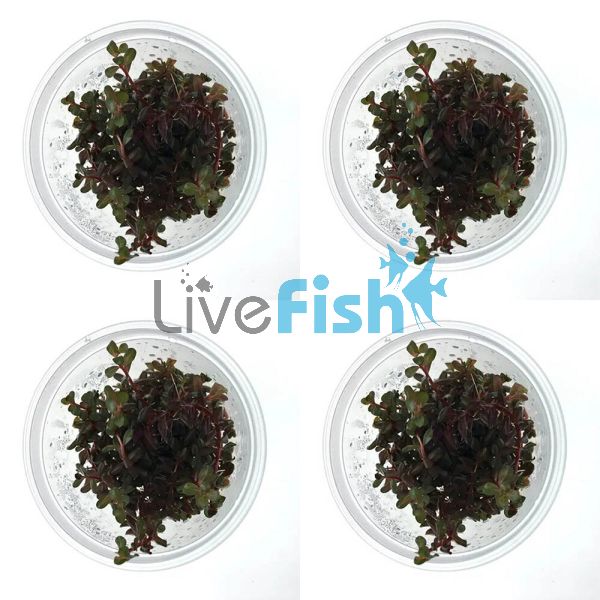 4x Rotala Rotundifolia Colorata - TC