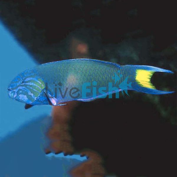 Moon Wrasse MED
