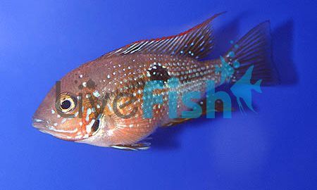 Blue Spangled Firemouth Cichlid 5cm
