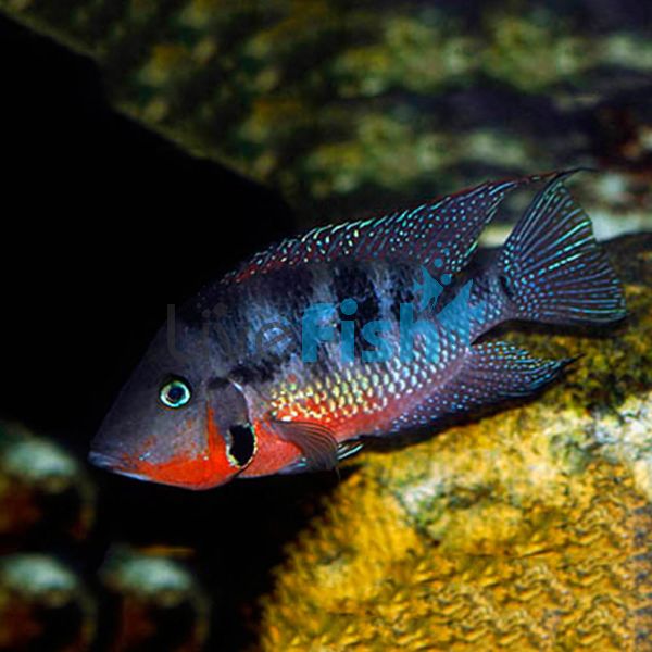 Firemouth 5cm