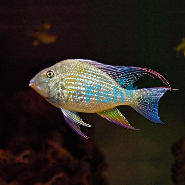 Thread-Finned Acara 3.5cm