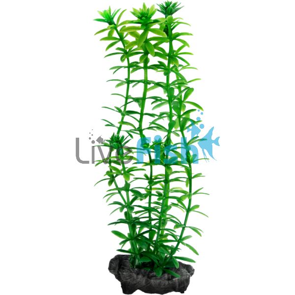 DecoArt Plant Anacharis Medium 23cm