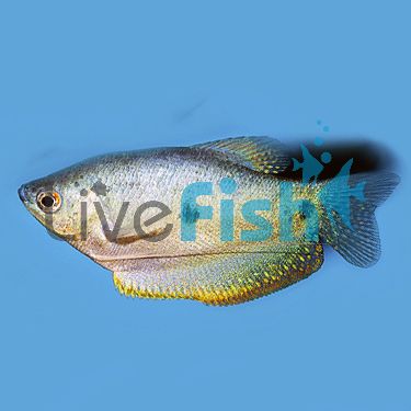 Blue Gourami 4cm