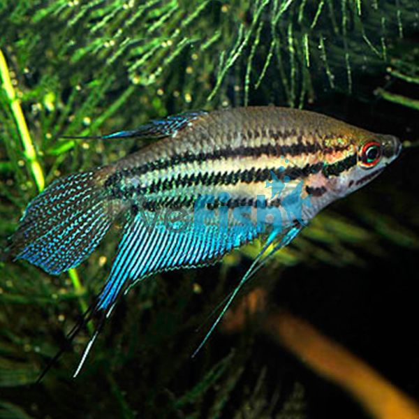 Croaking Gourami 3cm
