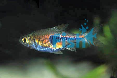 Dwarf Harlequin Copper Rasbora 2cm