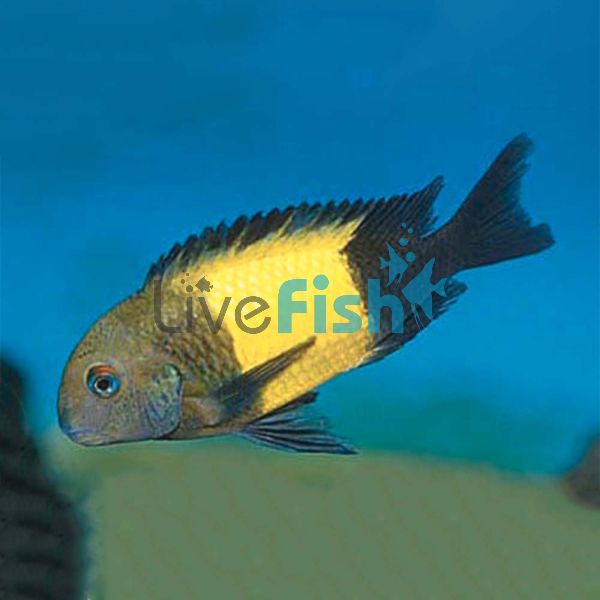 Tropheus Kaiser 4cm