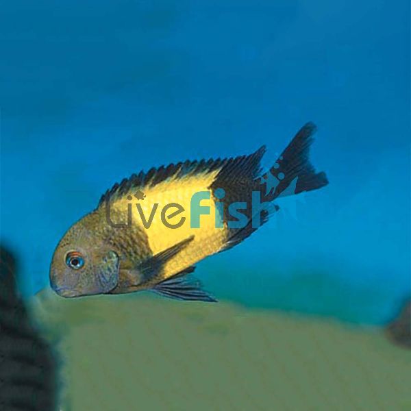 Tropheus Kaiser 3.5cm