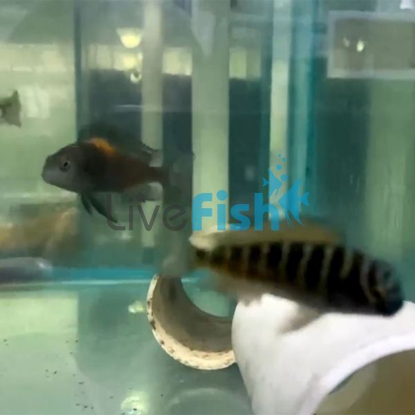Tropheus Black-Red Brabant 4cm