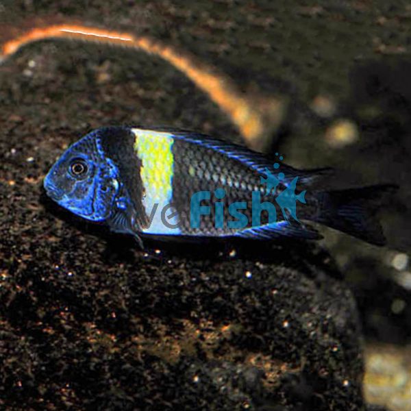 Tropheus Duboisi 7cm