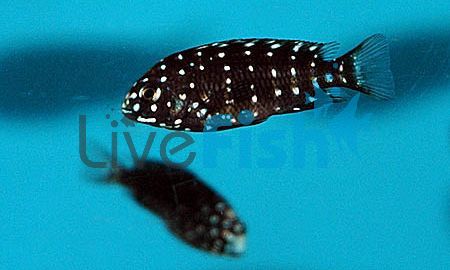 Tropheus Duboisi Maswa 4cm