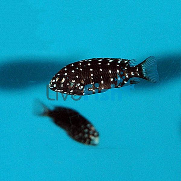 Tropheus Duboisi 3.5cm