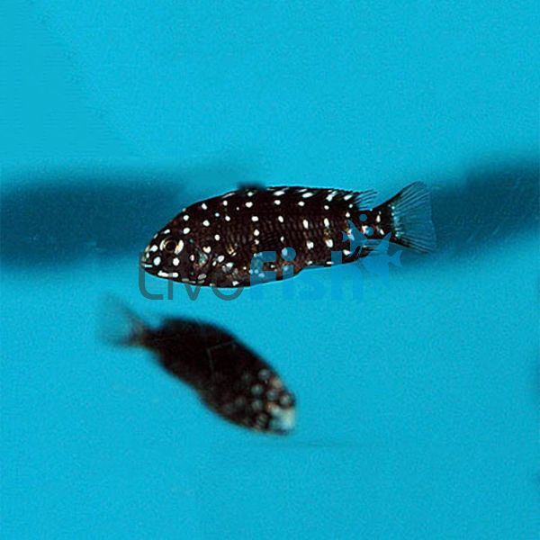 Maswa - Tropheus Duboisi 3cm