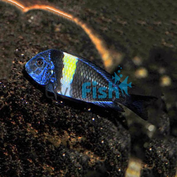 Tropheus Duboisi 6cm