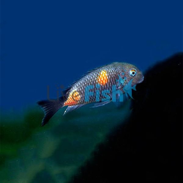 Cherry Spot 3cm