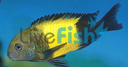 Tropheus Kaiser 3cm