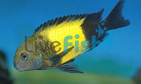 Tropheus Kaiser 9cm