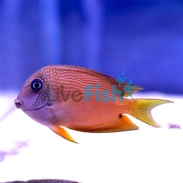 Two Spot Bristletooth Tang MED