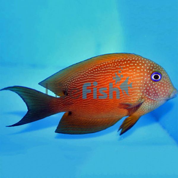 Two Spot Bristletooth Tang LGE
