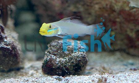 Goby Gold Head Sleeper - Large
