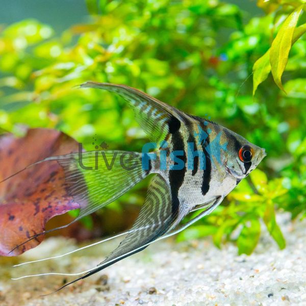 Assorted Veiltail Angelfish 4.5cm