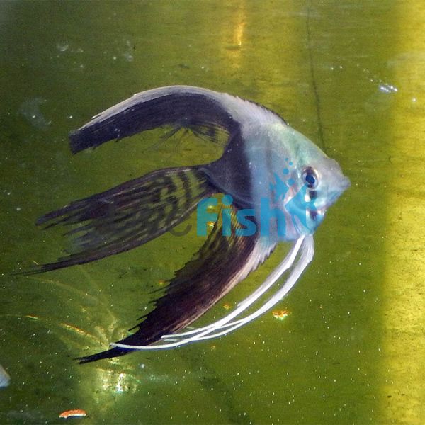 VT Tuxedo Angelfish 3.5cm