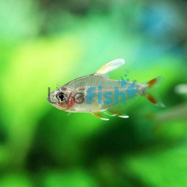 White Fin Ornate Tetra 2.5cm