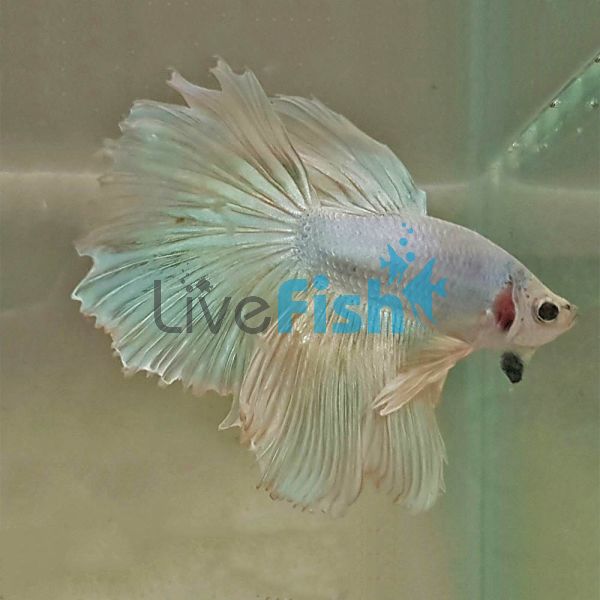 Assorted Select Halfmoon Rosetail male 6cm 