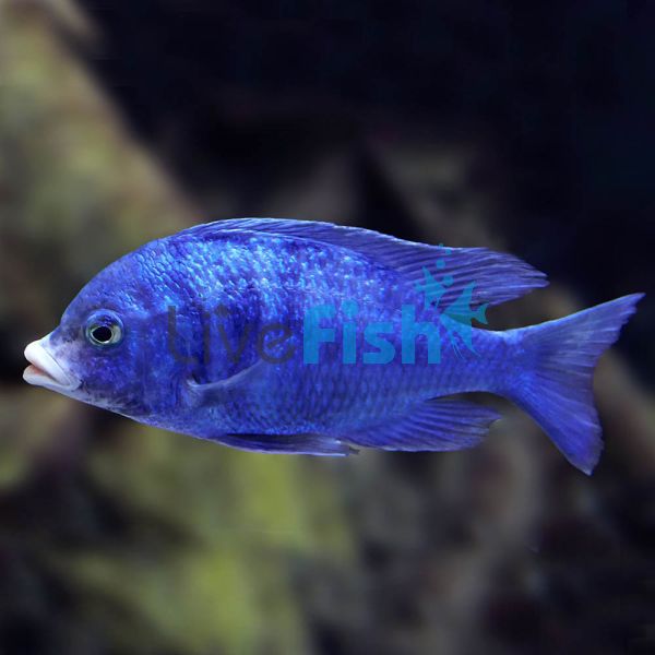 White Lip Cichlid 4cm
