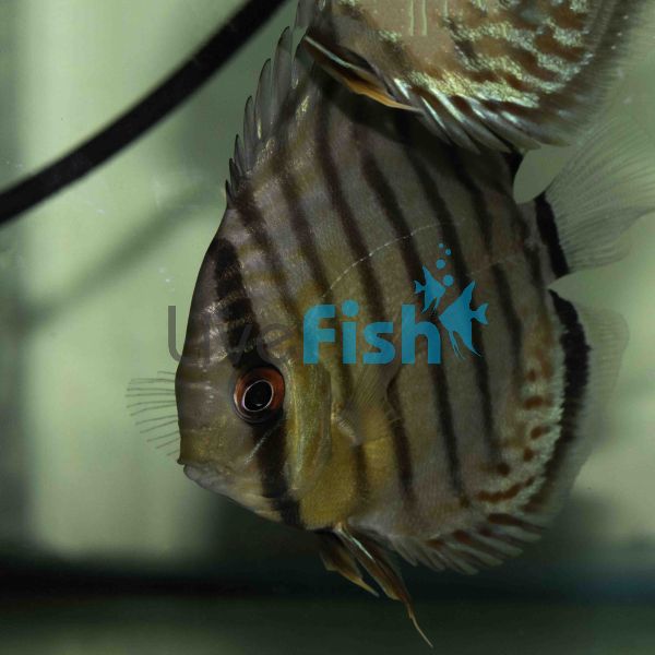 Wild Green Discus 9cm