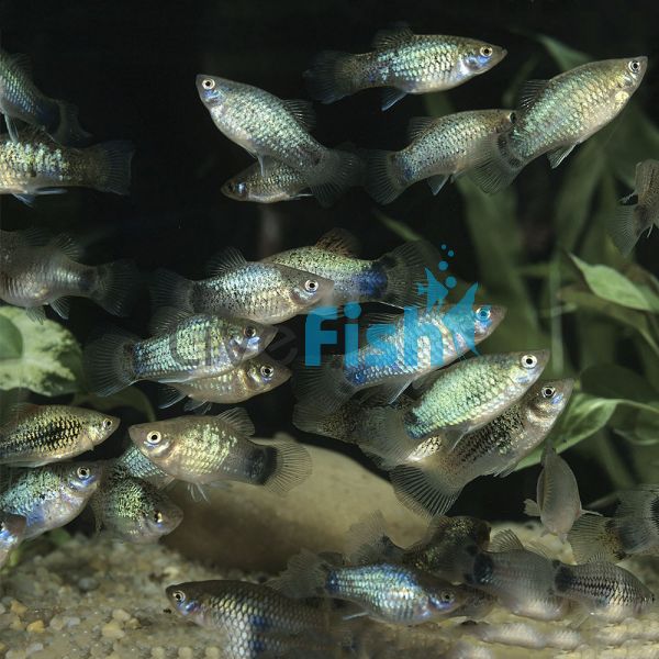 Blue Platy 4cm