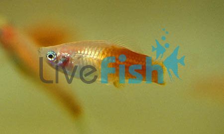 Kohaku Koi Swordtail 5cm
