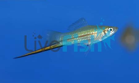 Green Swordtail 5cm