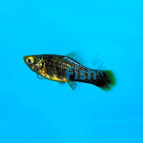 Black Platy 4cm