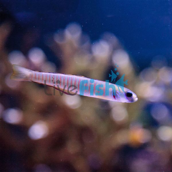 Zebra Dartfish - Medium