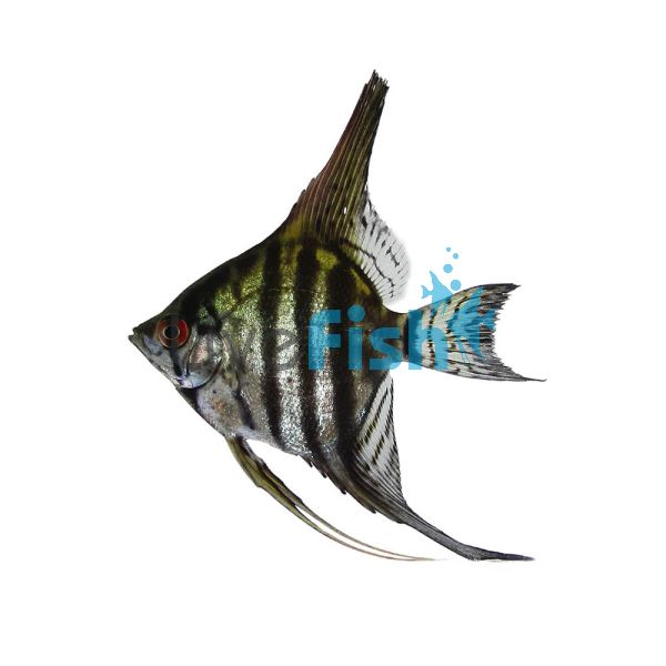 Zebra Lace Angelfish 3.5cm