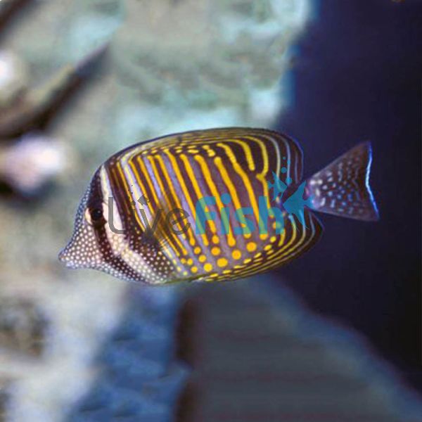 Tang - Indian Ocean Sailfin 