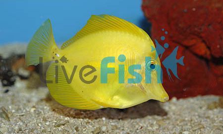 Yellow Tang - Medium 