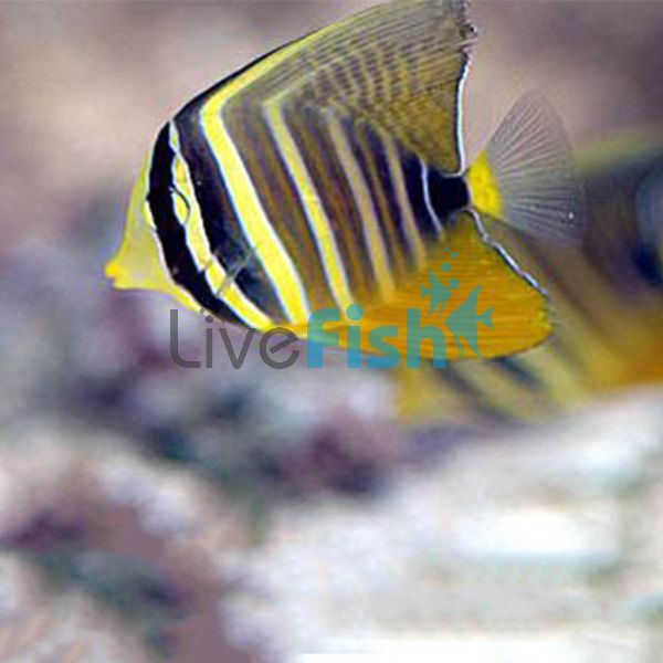Sailfin Tang - Small 