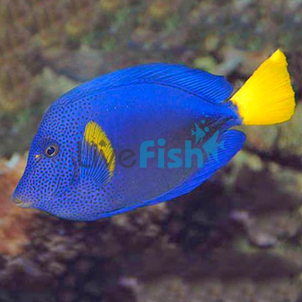 Purple Tang - Large