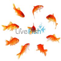 10x Comet Goldfish 5cm
