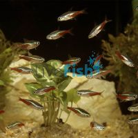 10x Neon Tetra 3cm