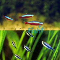 10xBlue Emperor Tetra & 10xCardinal Tetra 2.5-3cm