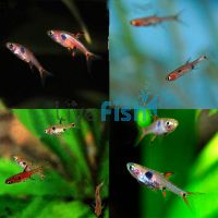 10x Rasbora Maculata