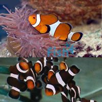 1xBlack&White and 1xOrange&White Clownfish 3.5cm