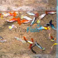 20x Assorted Male Guppy
