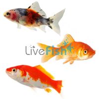 20x Mixed Comets 9cm (Red & White Comets, Shubunkin, Comets)